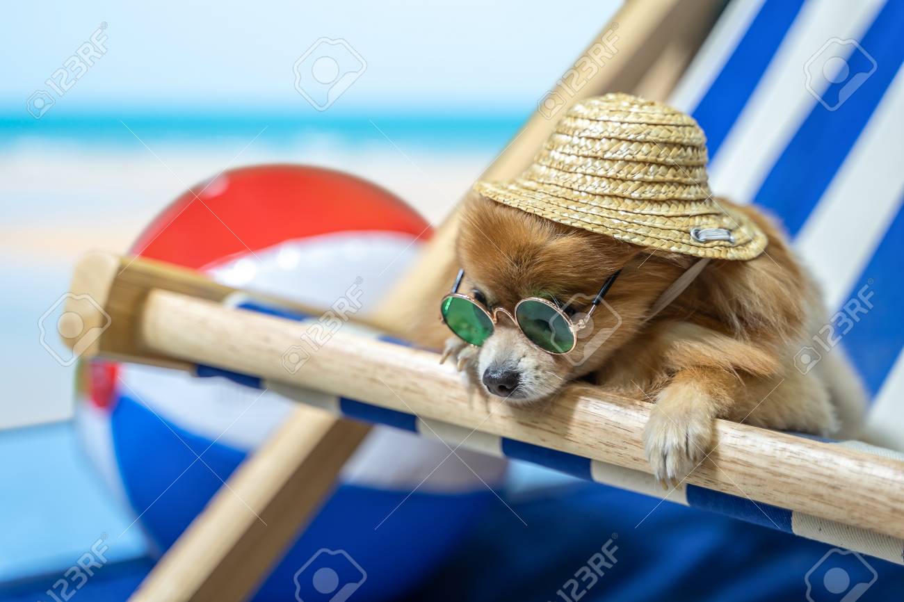 chihuahua hats and sunglasses