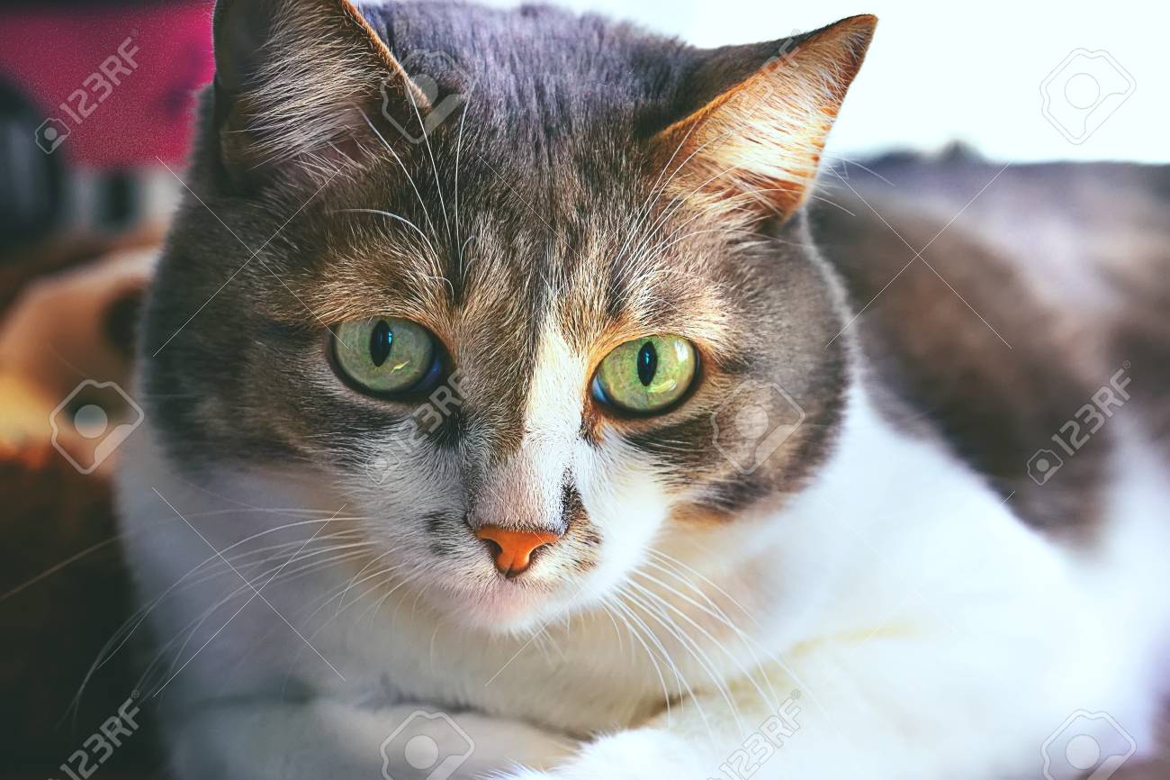 113297105-a-handsome-mustache-cat-with-big-green-eyes-is-lying-on-the-table-and-looking-straight-ahead-closeup.jpg