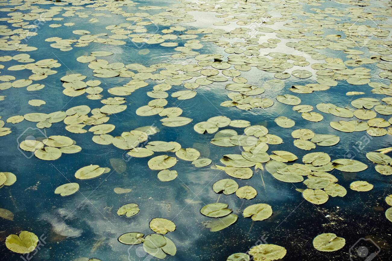 Seamless Pond Texture With Lily Pads On The Surface Top View Stock Photo Picture And Royalty Free Image Image