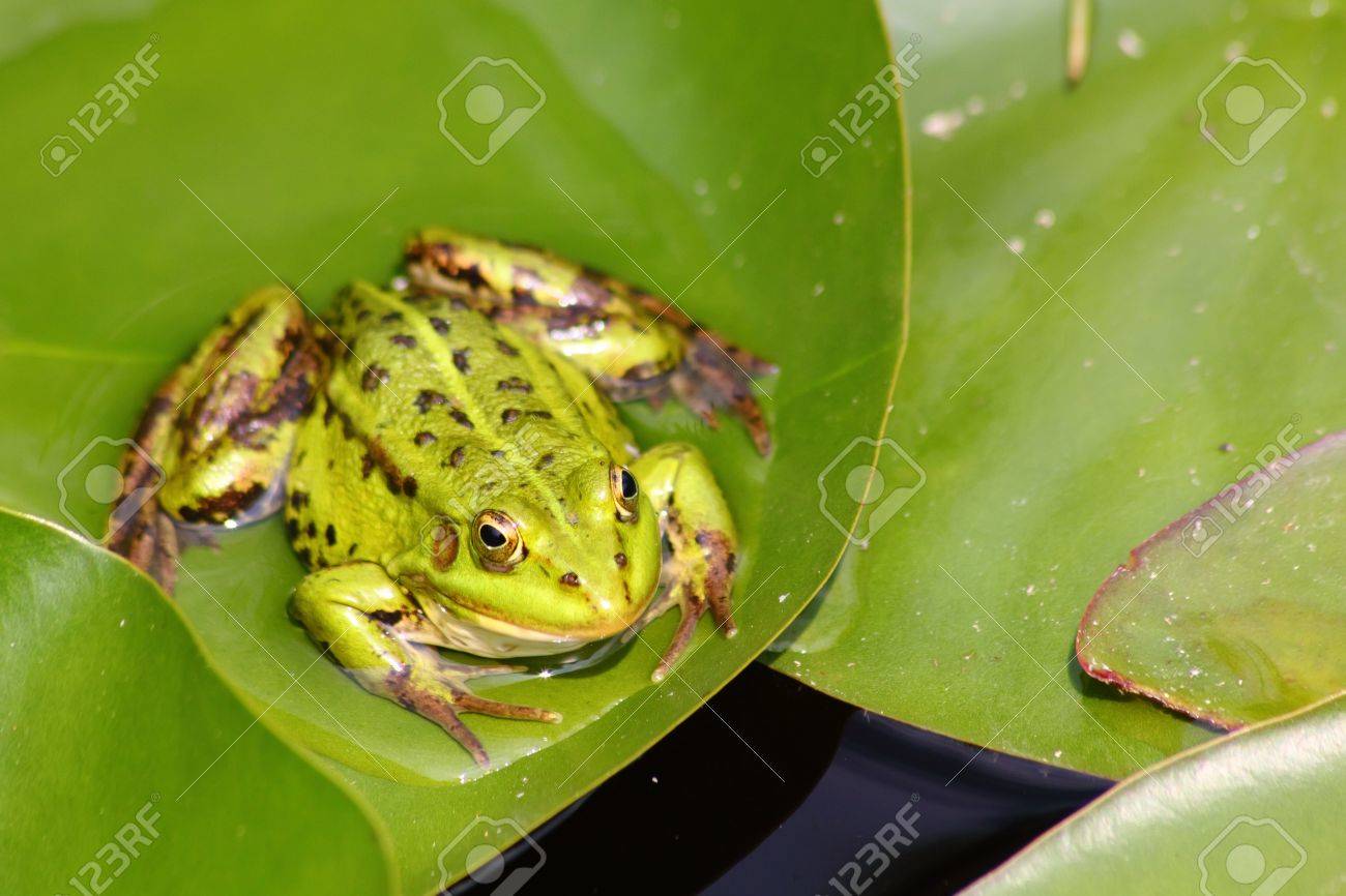 カエルの池様 緑のカエル。池があります。の写真素材・画像素材 Image 11217007
