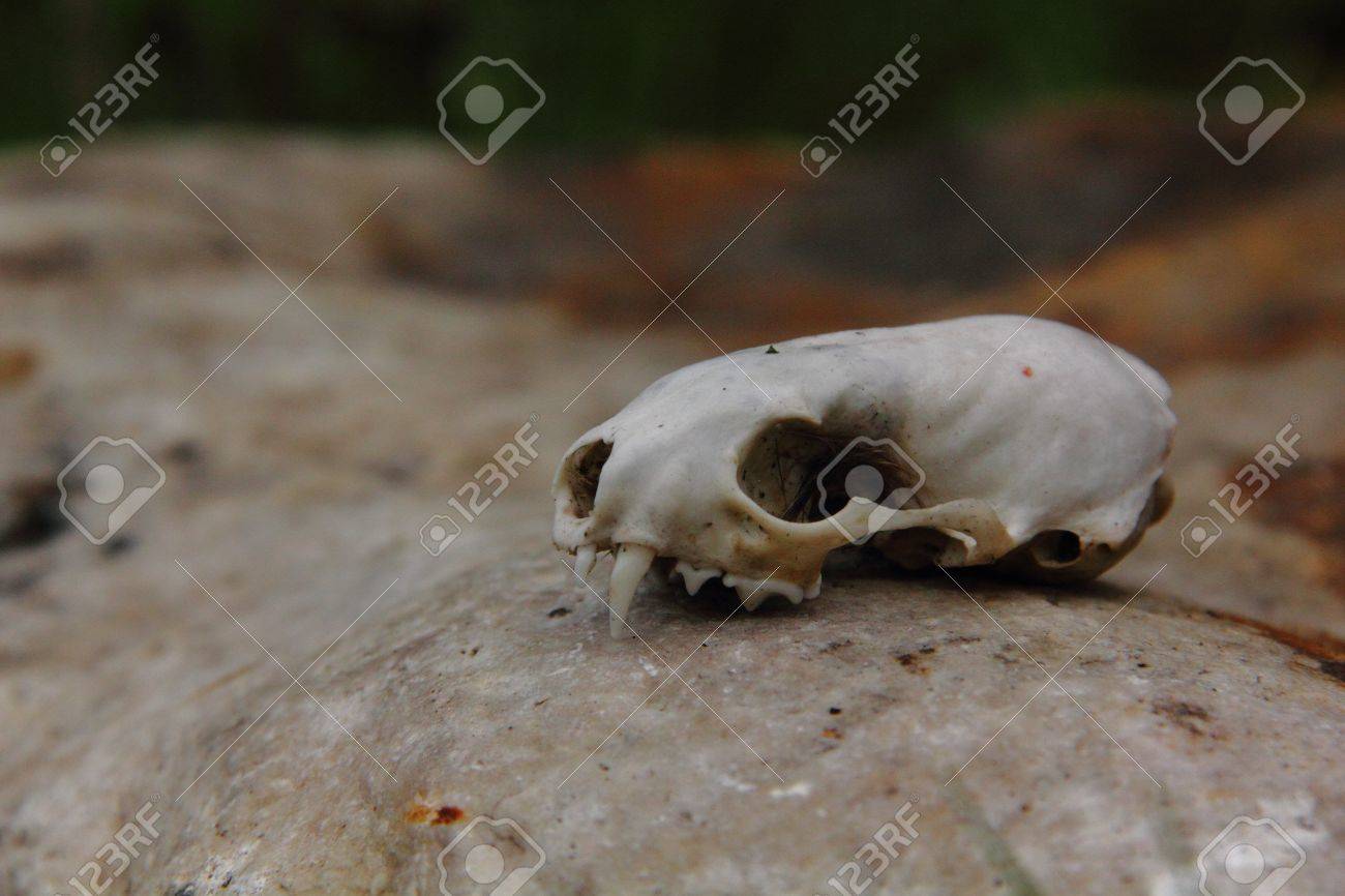 Skull Weasel Stock Photo, Picture and Royalty Free Image. Image 18154316., image size:1300x866