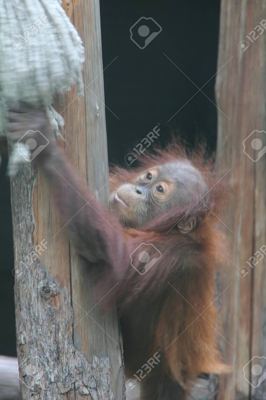 オランウータンの赤ちゃん の写真素材 画像素材 Image