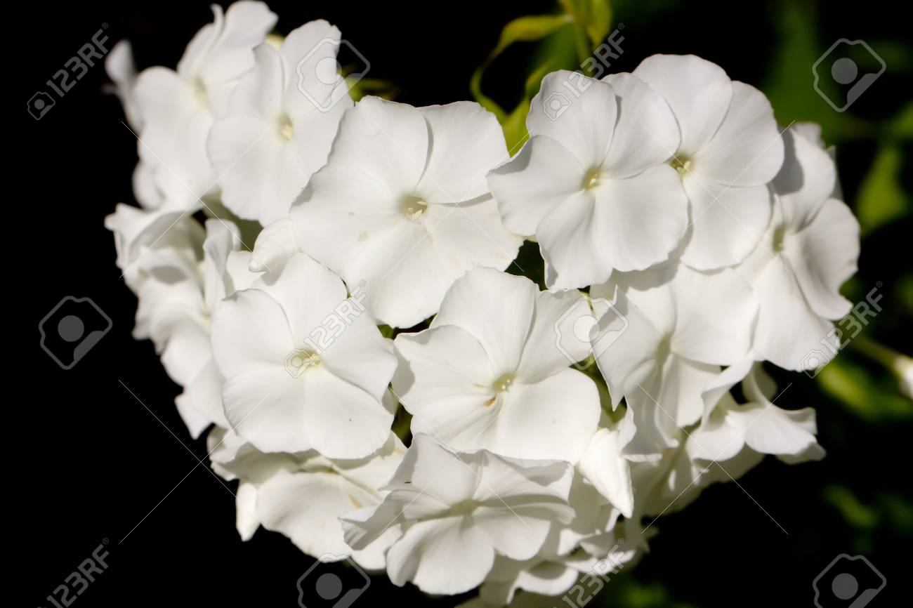 夏の庭で成長している白い花 Phloxes の写真素材 画像素材 Image