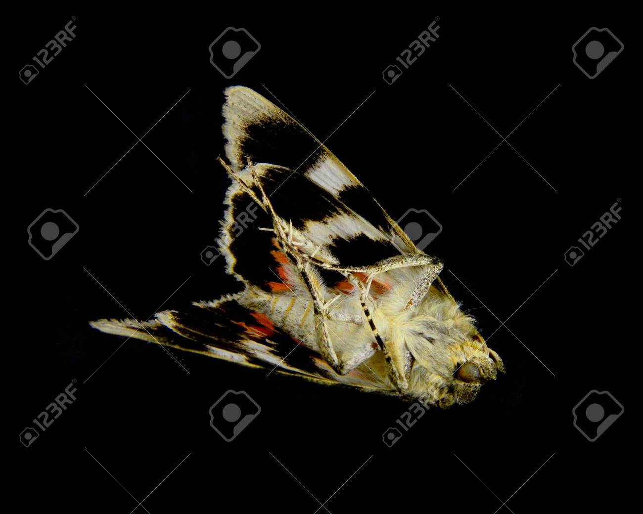 etiam-dictum-ipsum-a-felis