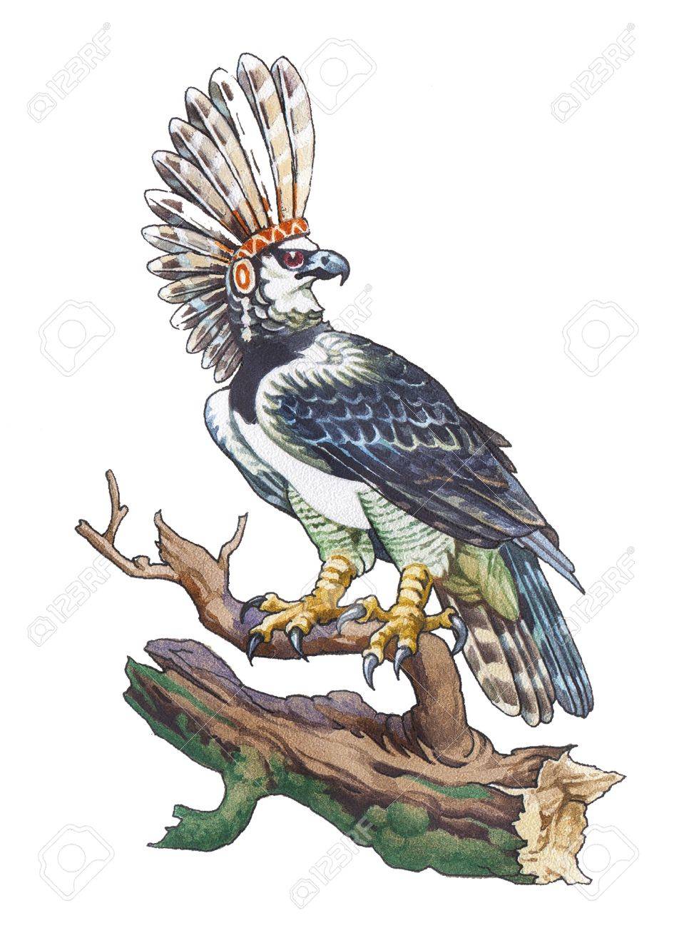 harpy eagle harpia harpyja