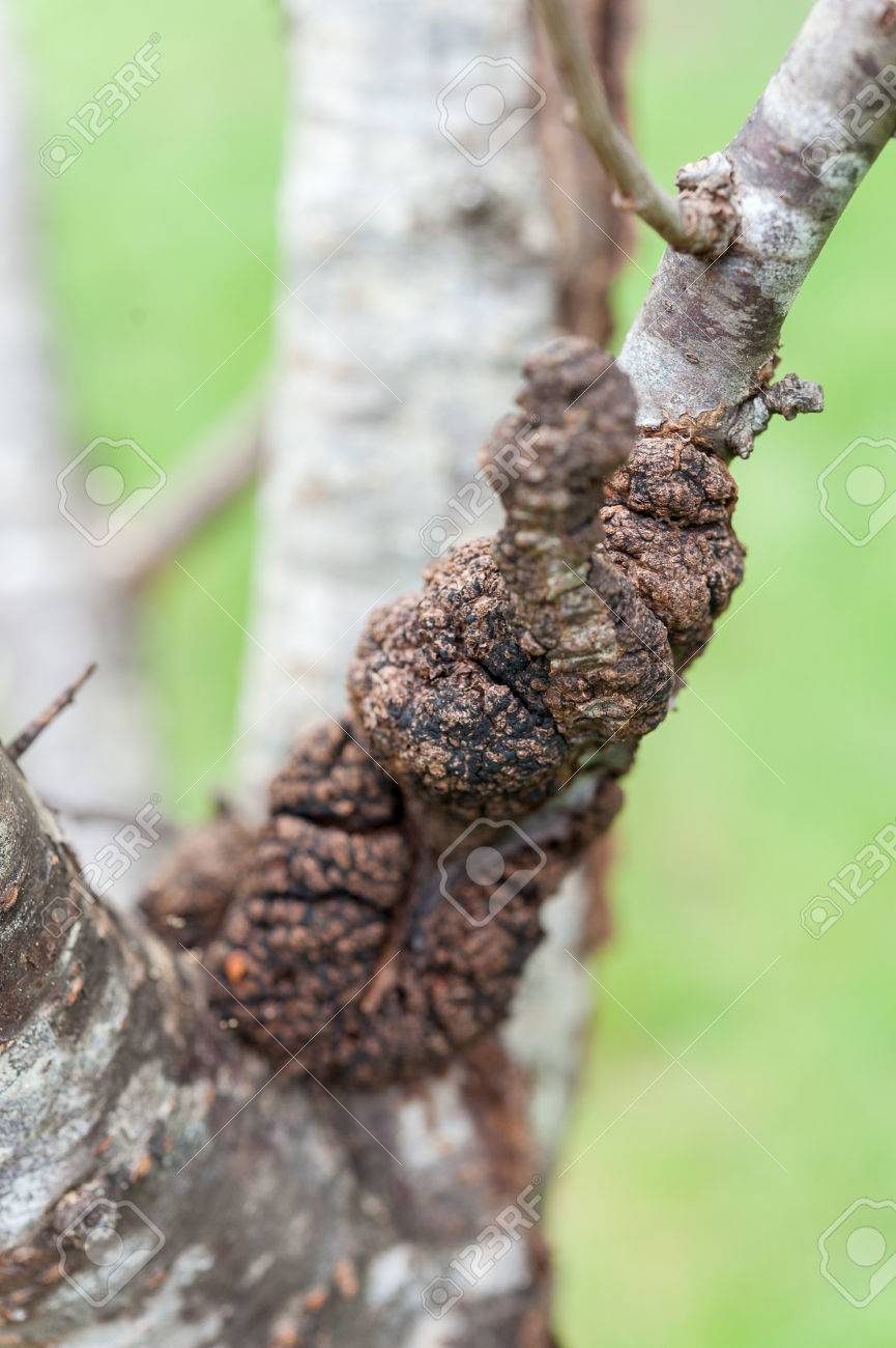 Close Up Of Black Canker Infecting A Plum Tree Stock Photo, Picture and  Royalty Free Image. Image 65822132.