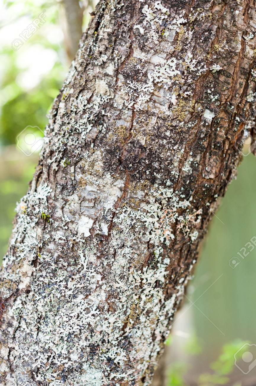 梅の木の樹皮 の写真素材 画像素材 Image