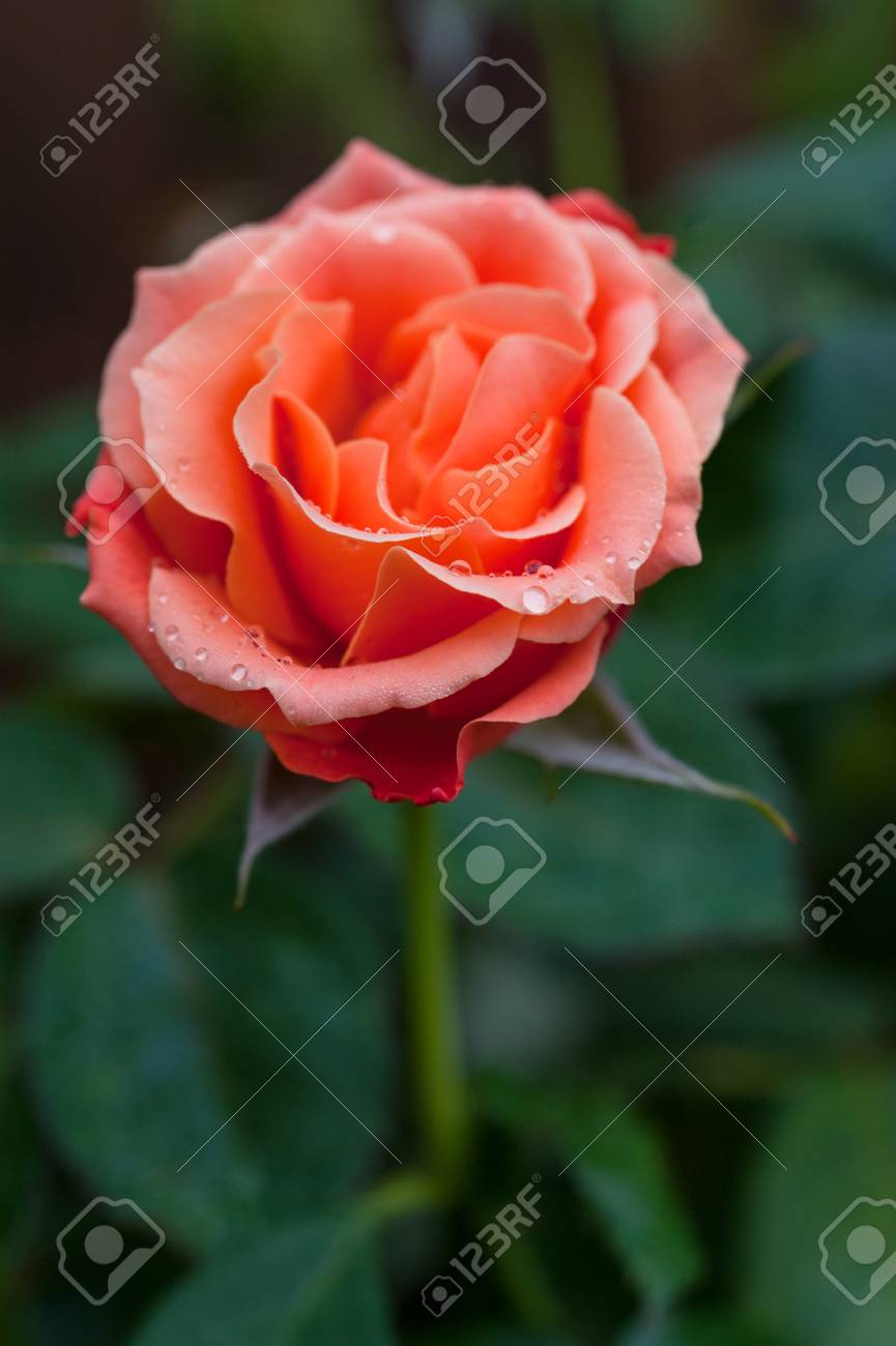 私達中イージーフロリバンダアプリコットオレンジ色のバラ の写真素材 画像素材 Image