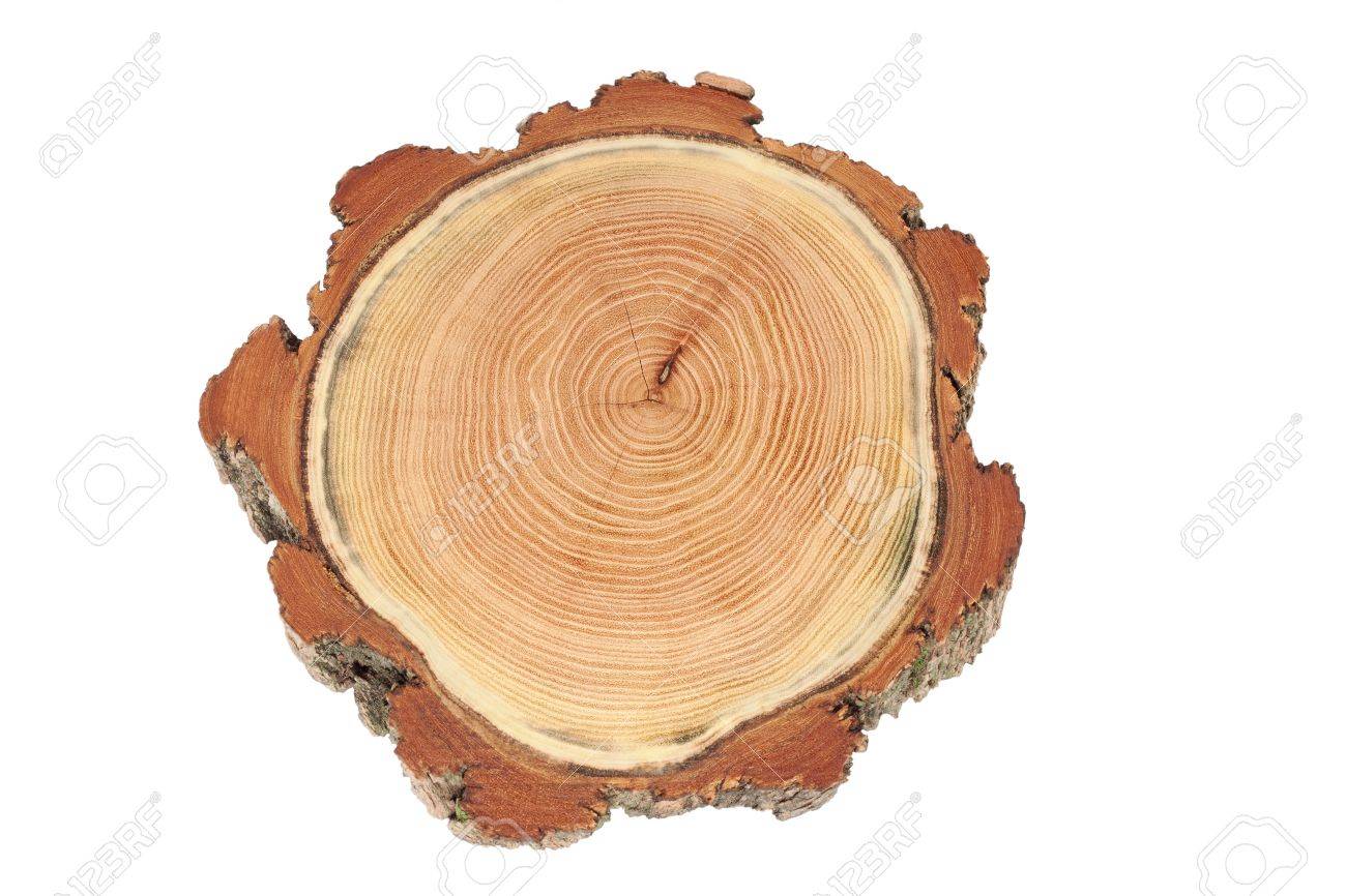 アカシアの木の幹の Crossection の写真素材 画像素材 Image