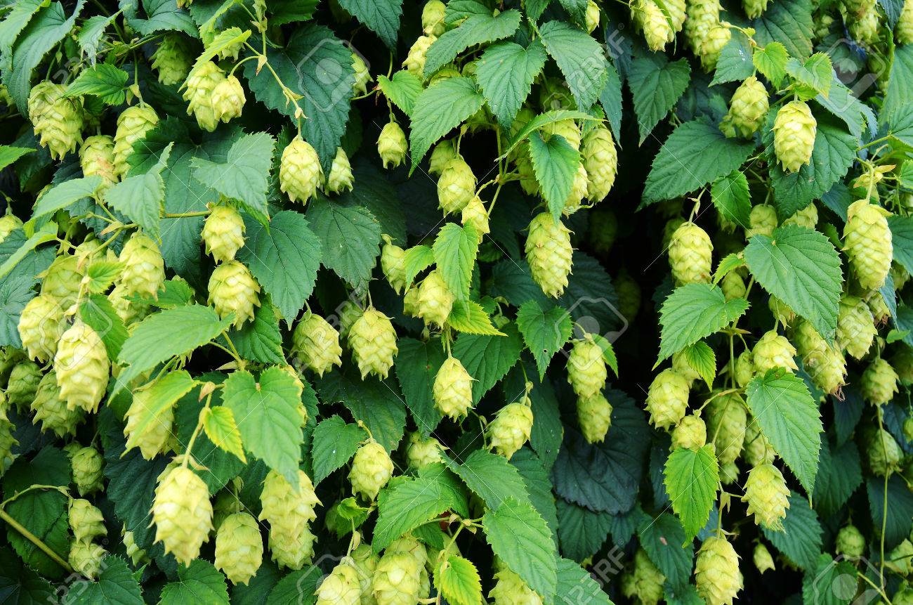 英語ホップのつるの抽象的なイメージ の写真素材 画像素材 Image 6506