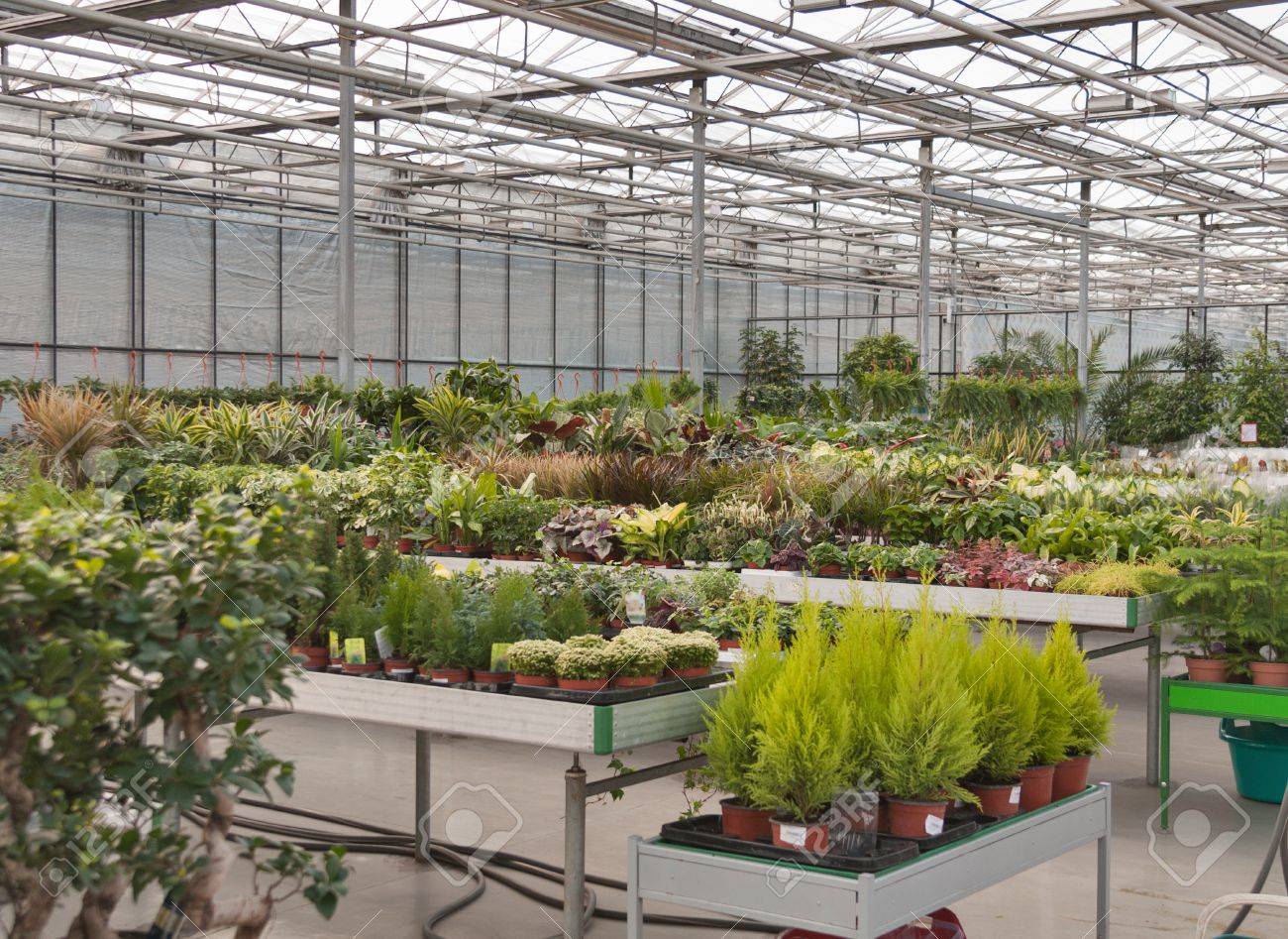 Intérieur Du Magasin Pour La Culture En Serre Et La Vente De Plantes ... Intérieur Du Magasin Pour La Culture En Serre Et La Vente De Plantes ...