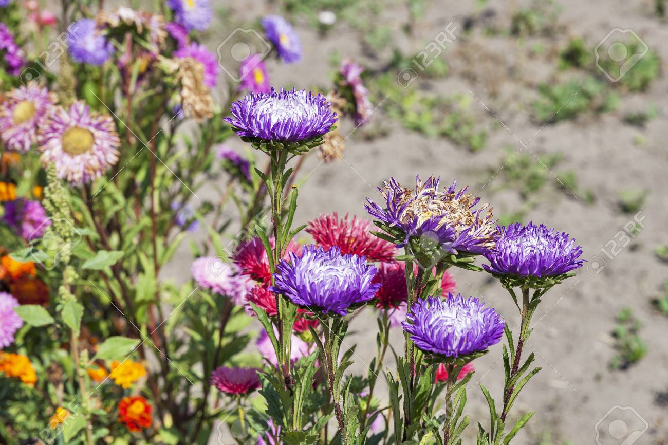 花壇のマリーゴールドと庭のクローズ アップでアスター の写真素材 画像素材 Image