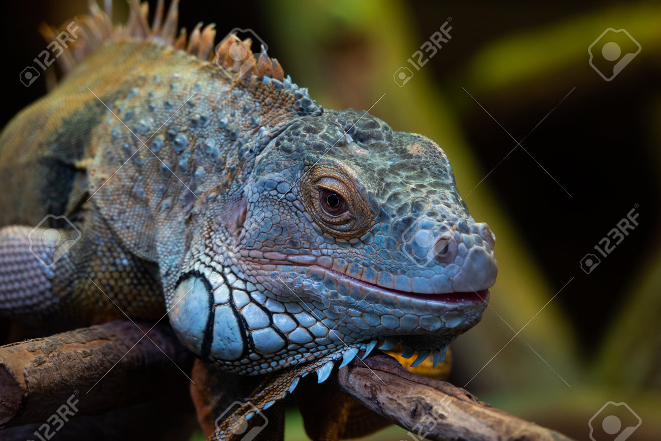 etiam-dictum-ipsum-a-felis