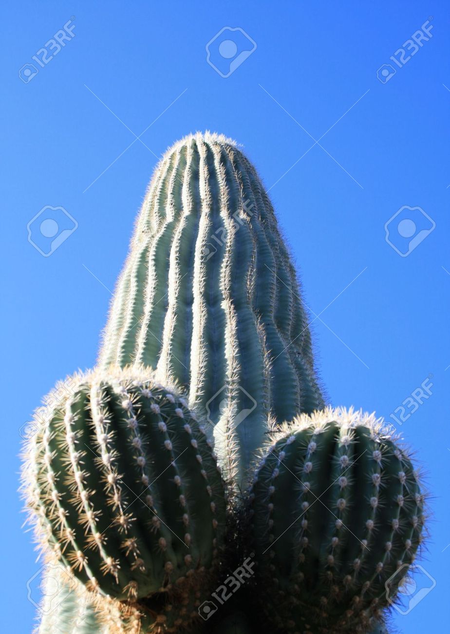 Prezervative Hawaii Cactus | inchirierimasinialba.ro