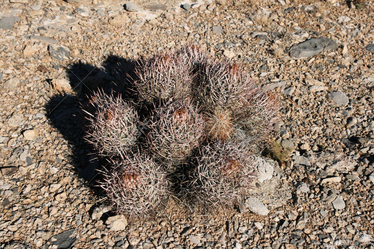 平らな砂利の平野砂漠のサボテンの束 の写真素材 画像素材 Image