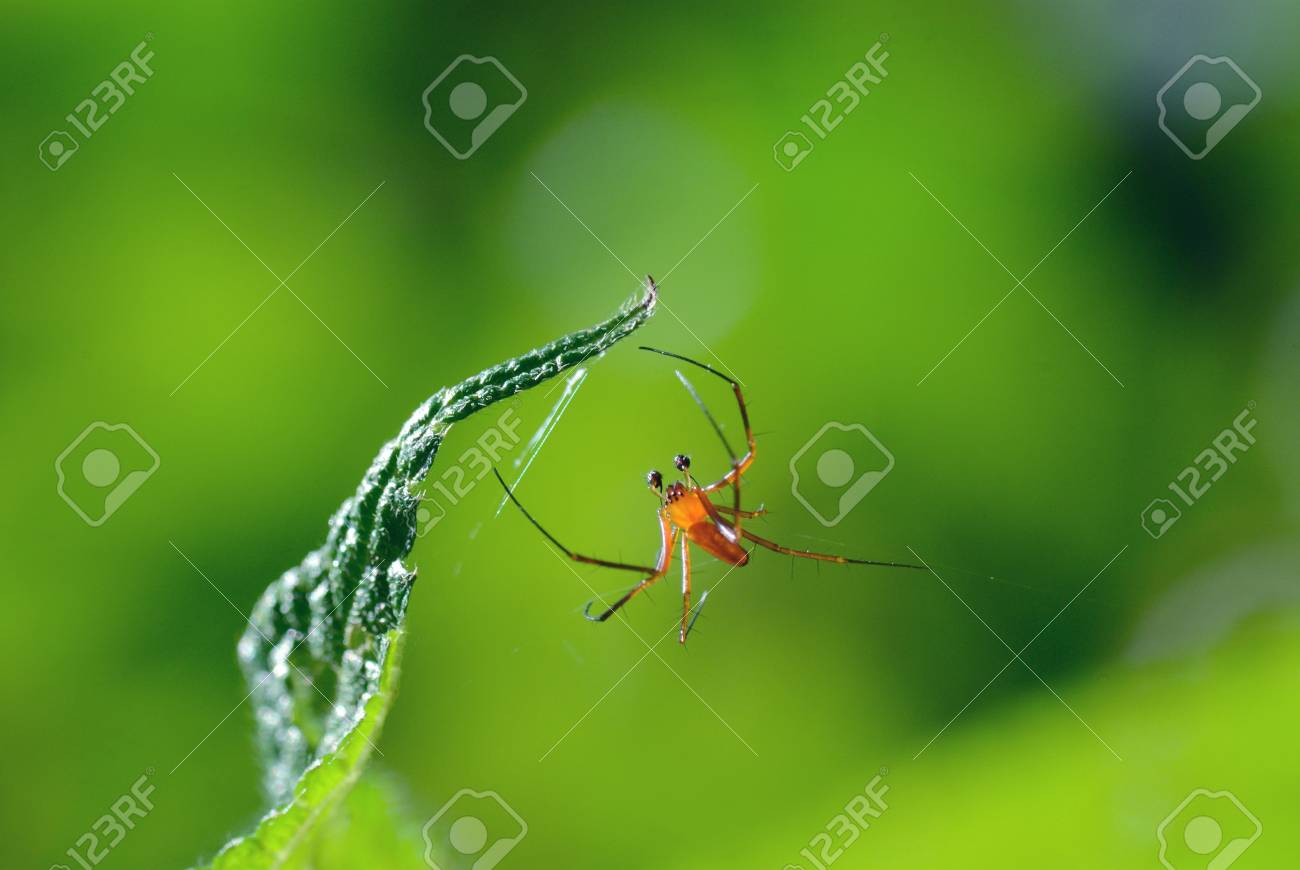 etiam-dictum-ipsum-a-felis