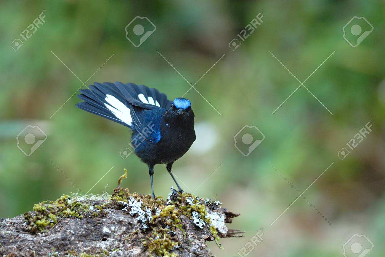 etiam-dictum-ipsum-a-felis