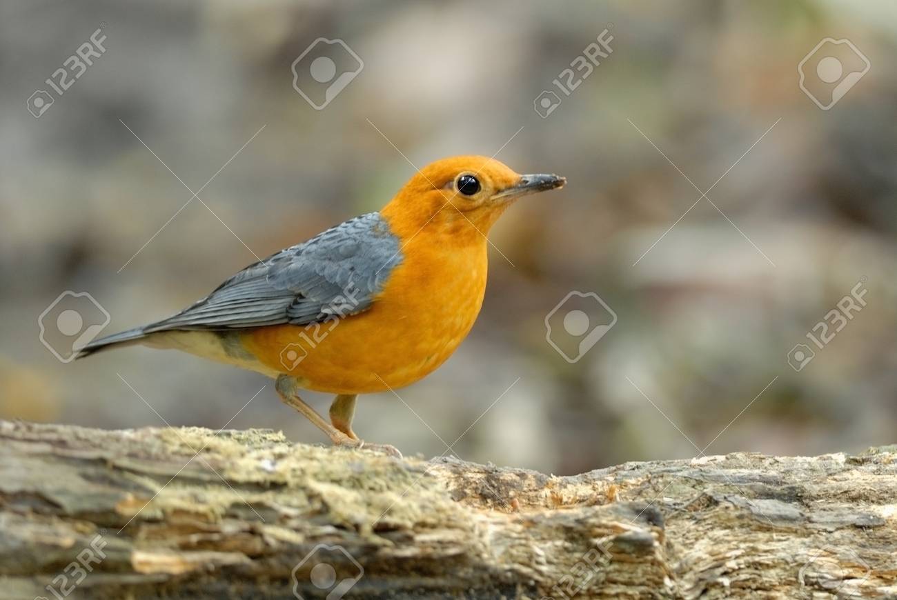 etiam-dictum-ipsum-a-felis