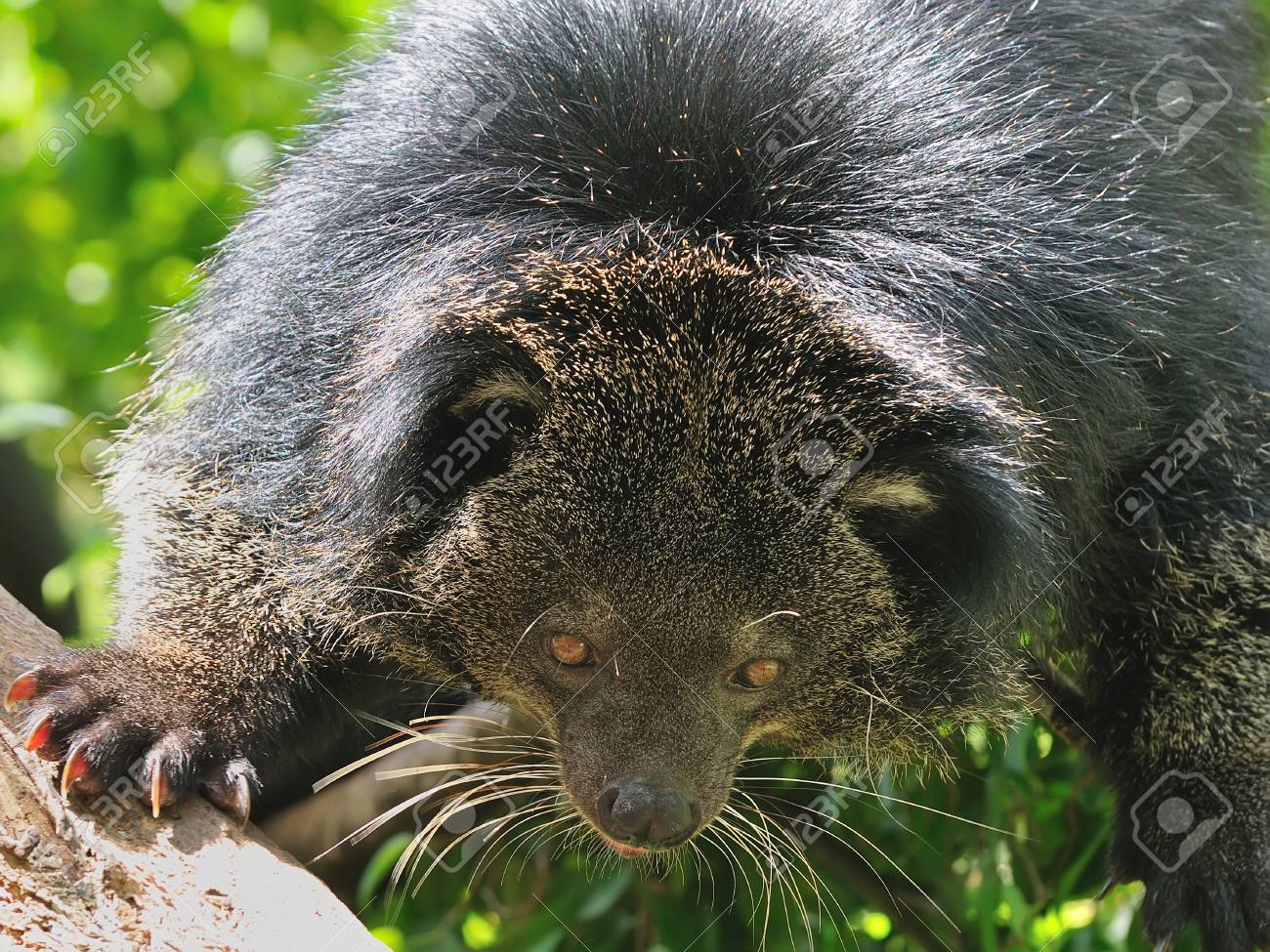 etiam-dictum-ipsum-a-felis