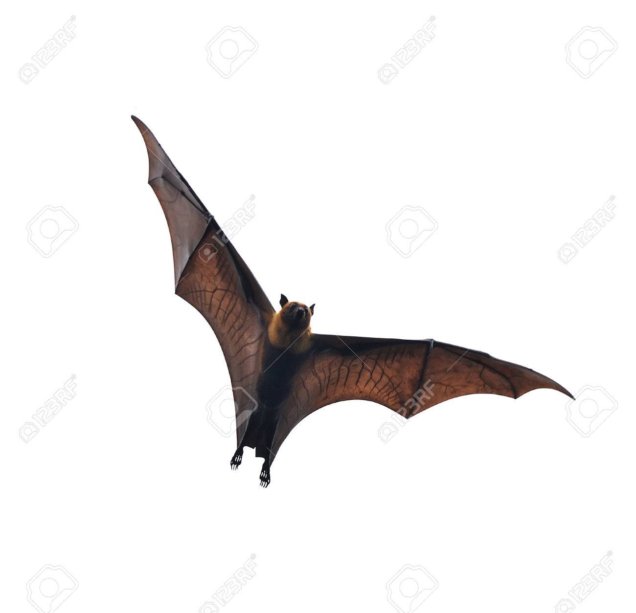 Flying Fox Huge Bat Isolated On White Background Stock Photo Picture And Royalty Free Image Image