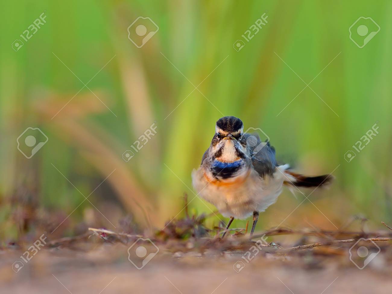 etiam-dictum-ipsum-a-felis