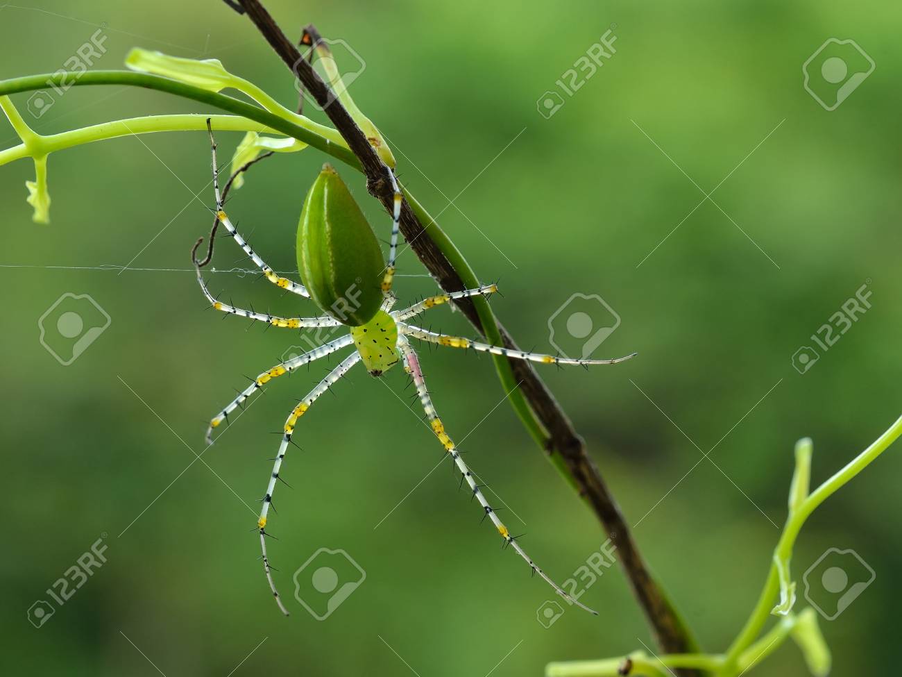 etiam-dictum-ipsum-a-felis