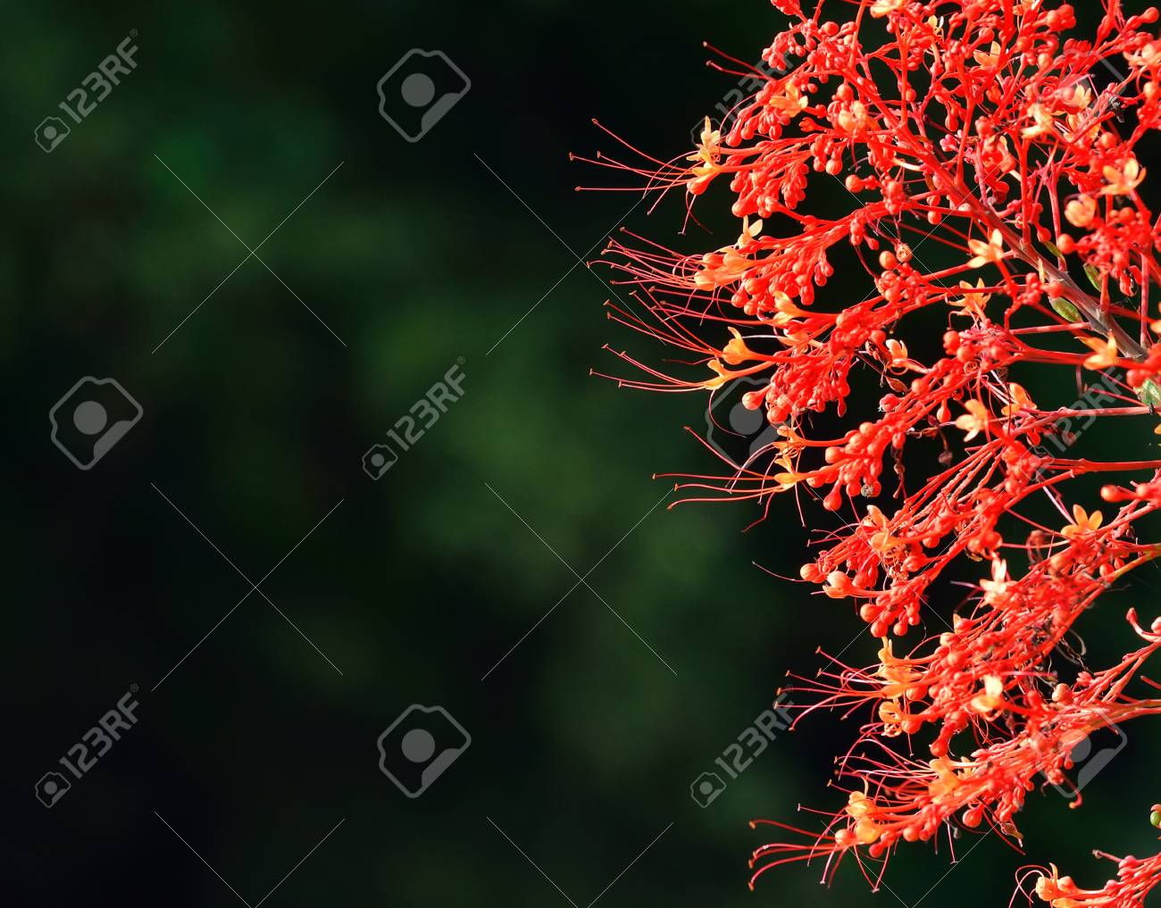 陽性 Paniculatum の赤花やタイで撮影したパゴダ花を閉じる の写真素材 画像素材 Image 陽性 Paniculatum の赤花やタイで撮影したパゴダ花を閉じる の写真素材 画像素材 Image