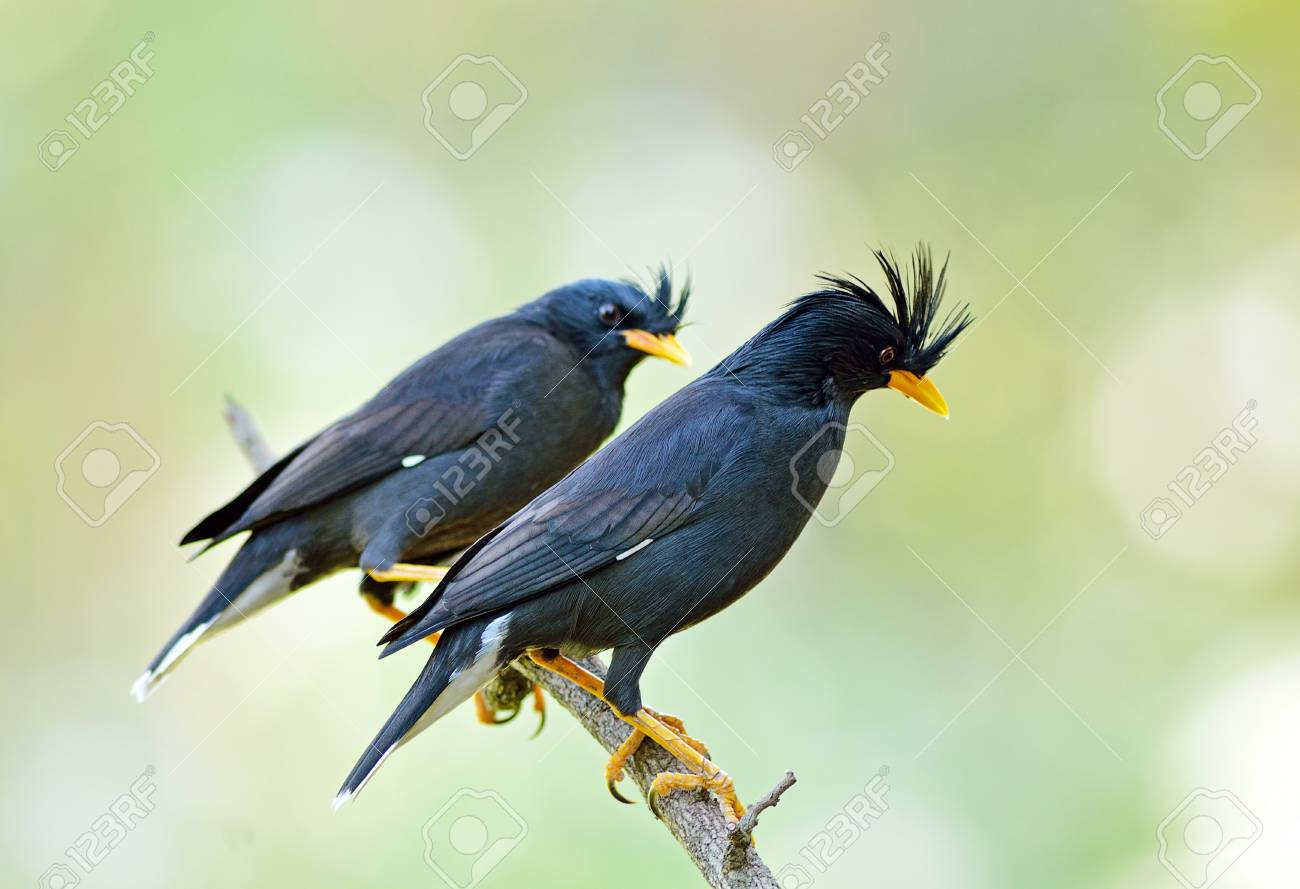 タイの鳥 白通気九官鳥 の写真素材 画像素材 Image タイの鳥 白通気九官鳥 の写真素材 画像素材 Image