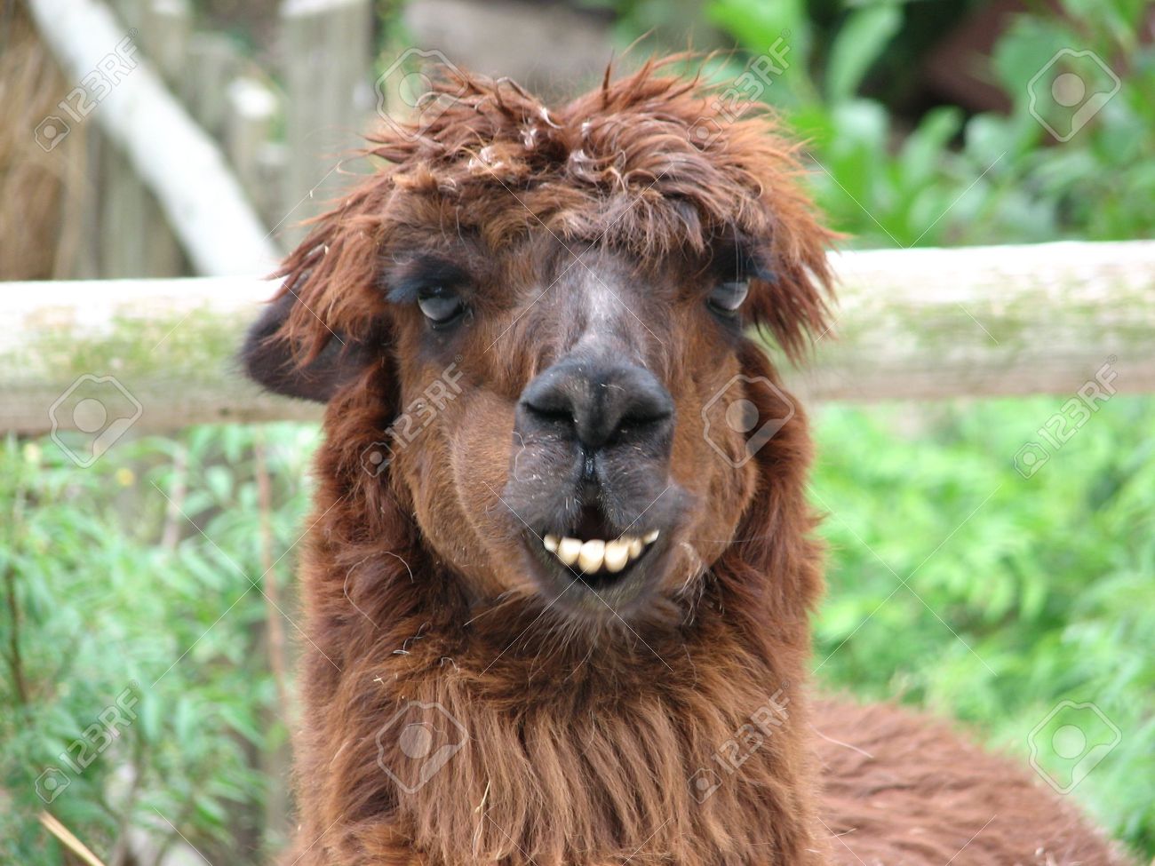 happy lama stock photo