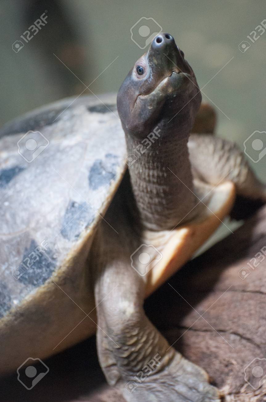 etiam-dictum-ipsum-a-felis