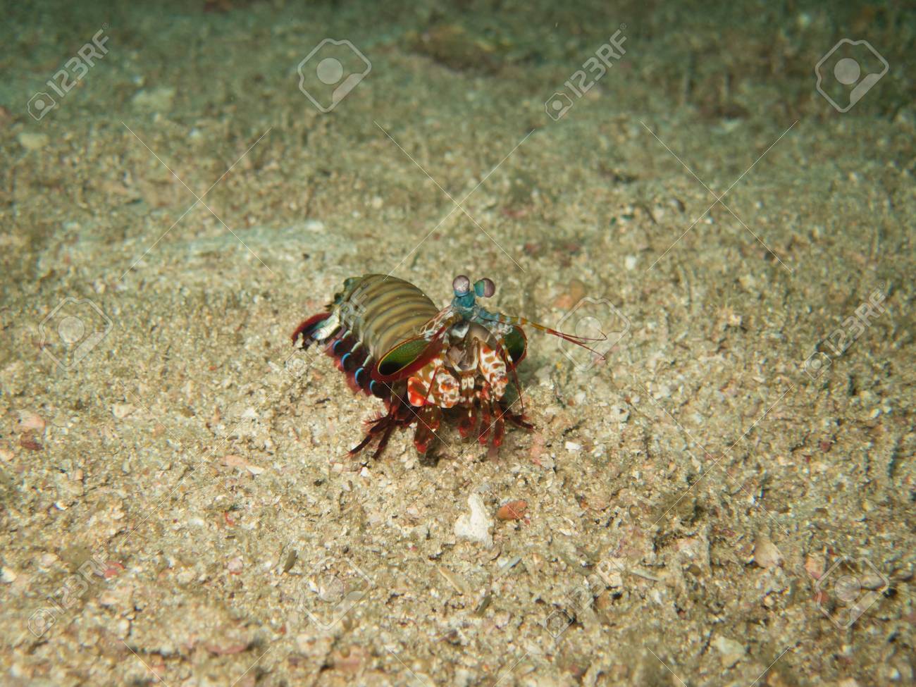 Ferme La Crevette Mante Au Myanmar Divesite Banque D Images Et