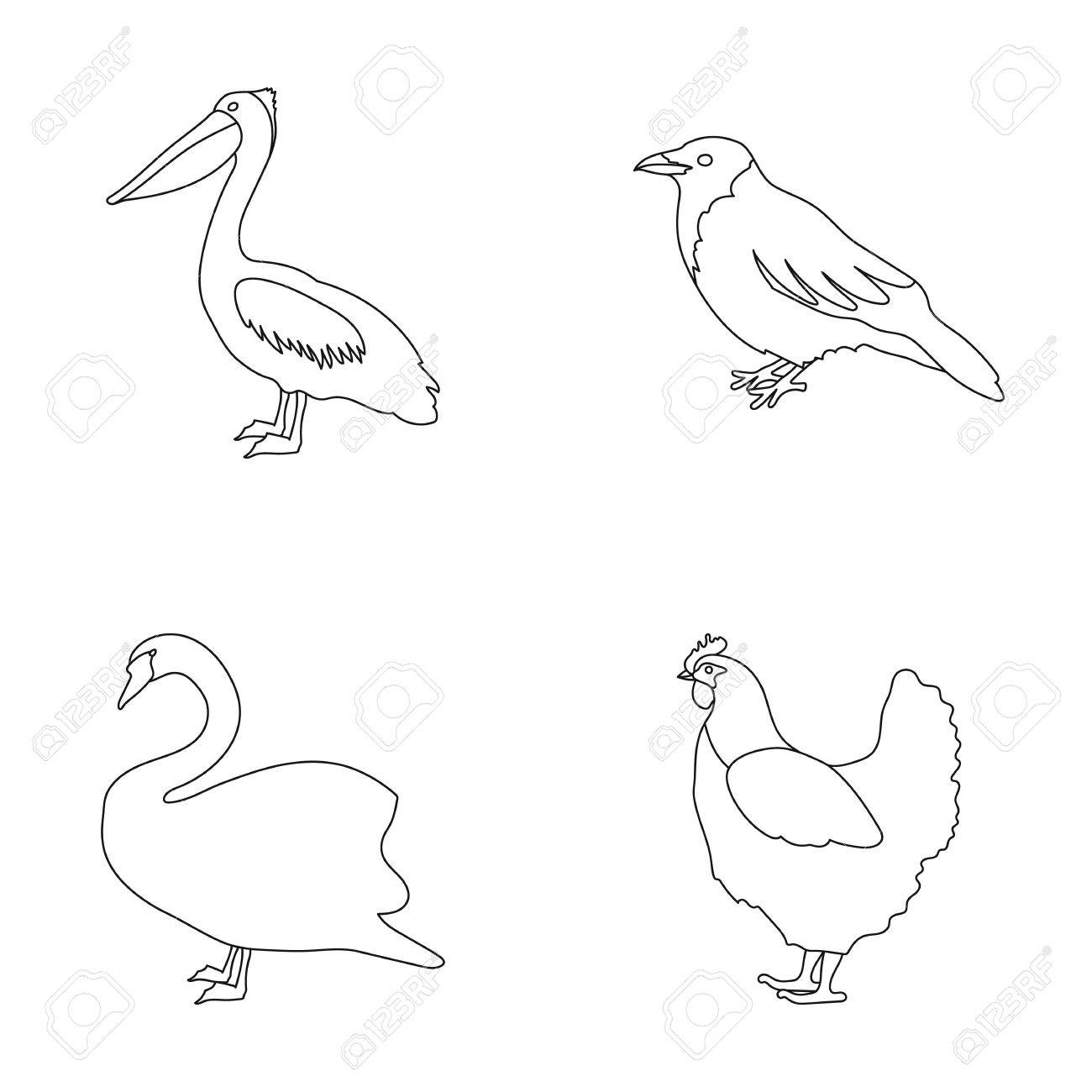 pelican crow and other species birds set collection icons in