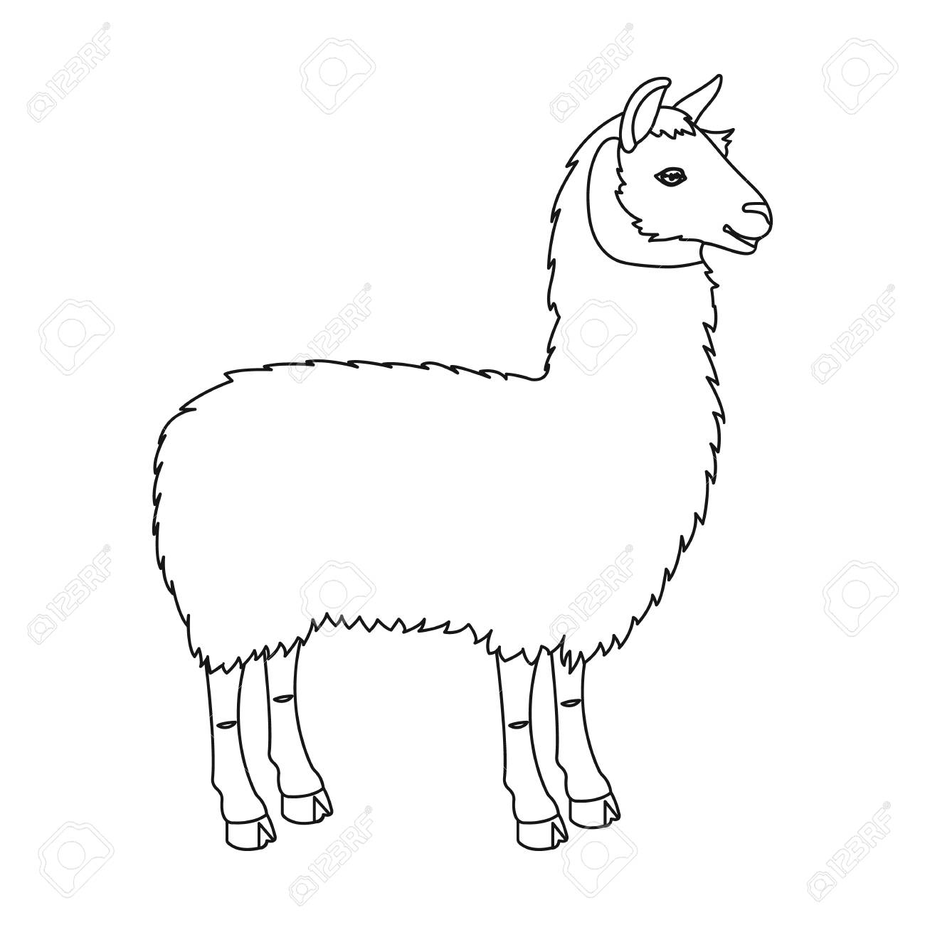 lama a south american pack animal a lame a cloven hoofed mammal