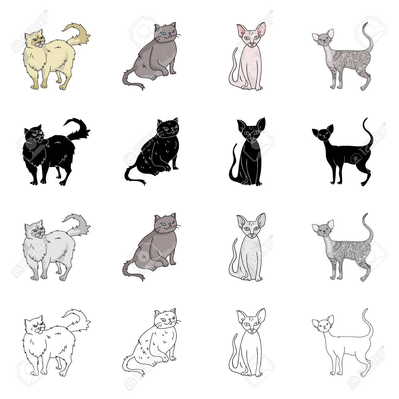 Cat Breed Persian York Chocolate Sphinx Cornish Rex Different Breeds Of Cat Set Collection Icons In Cartoon Black Monochrome Outline Style Vector Symbol Stock Illustration Web Royalty Free Cliparts Vectors And Stock