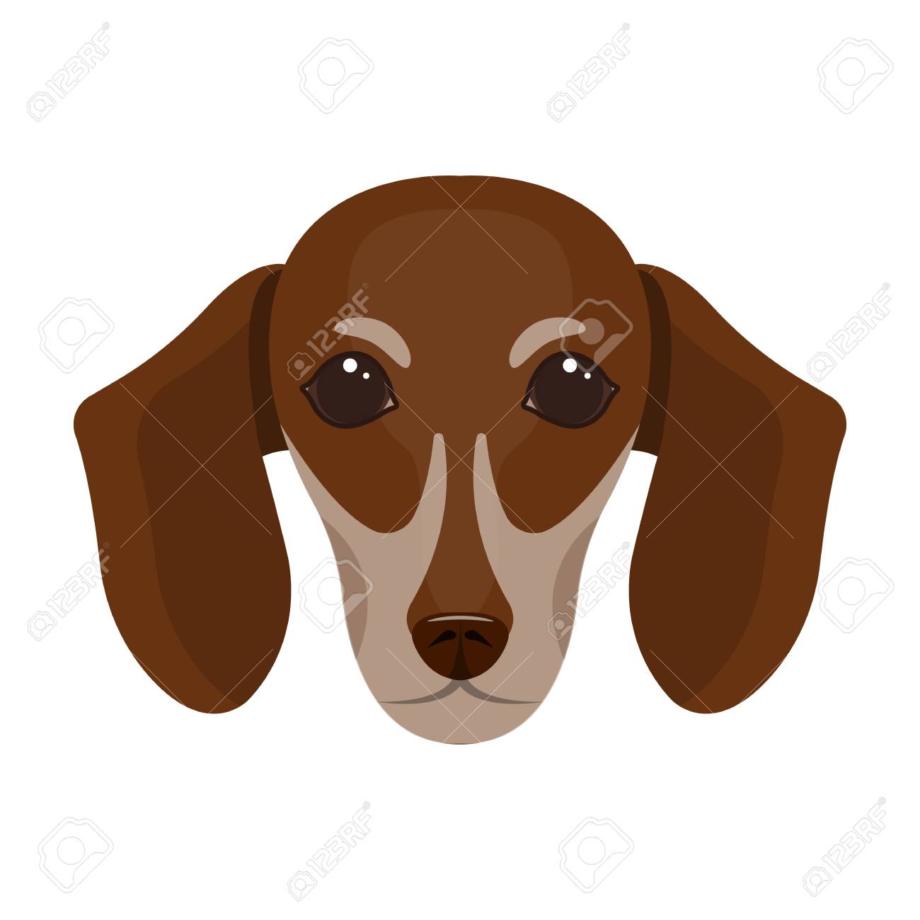 dachshund muzzle