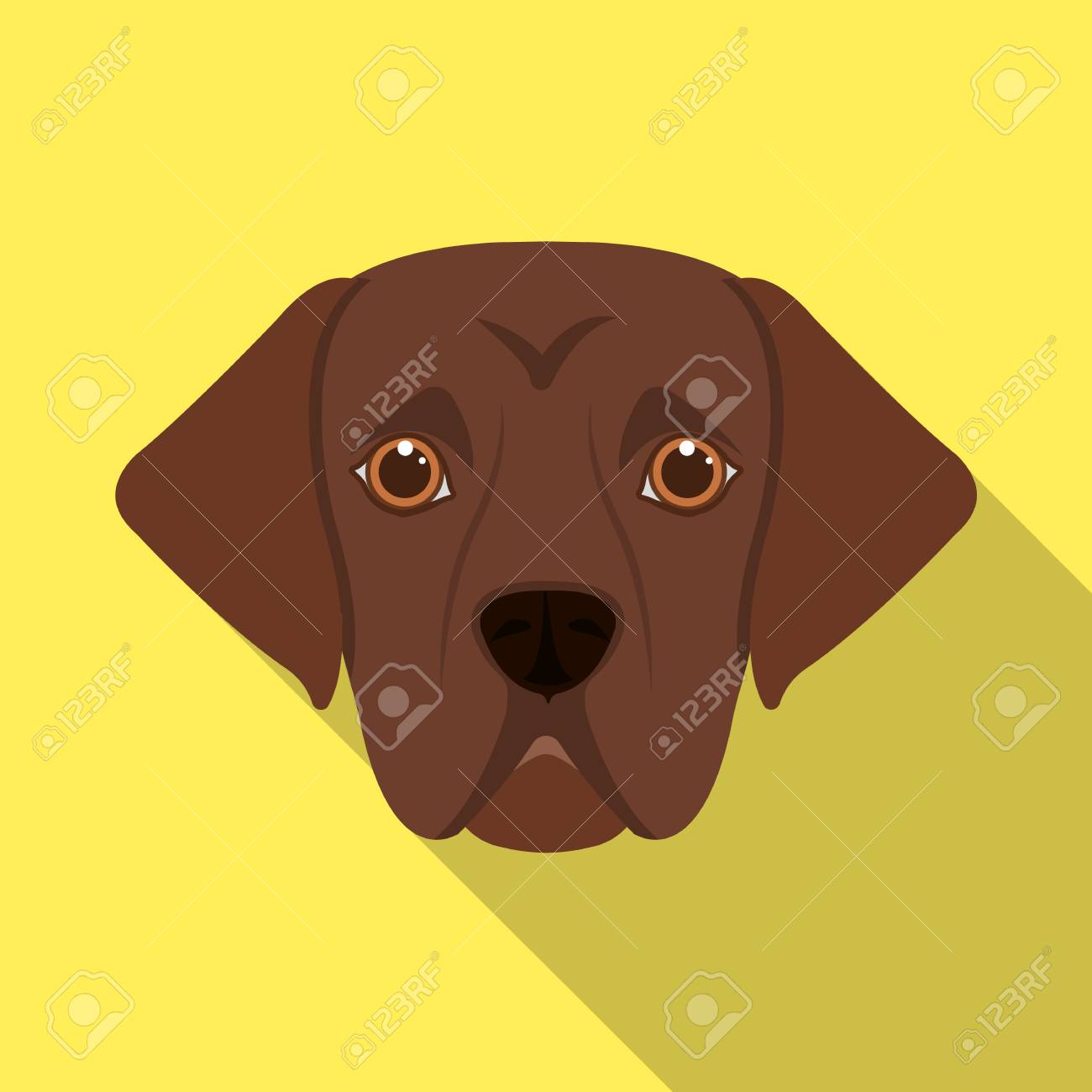 labrador muzzle