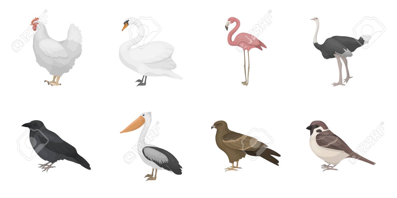 Types of birds icons in set collection for design. Home and wild bird vector symbol stock web illustration. - 88760239 Types of birds icons in set collection for design. Home and wild bird vector symbol stock web illustration. - 88760239