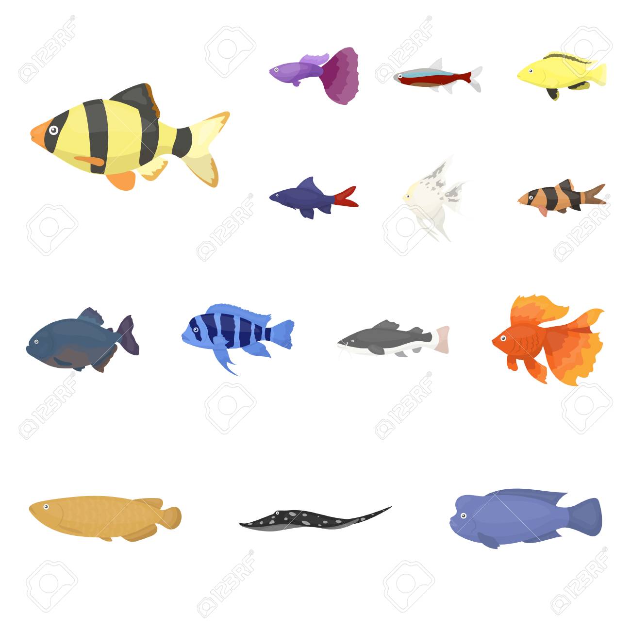type of aquarium fish