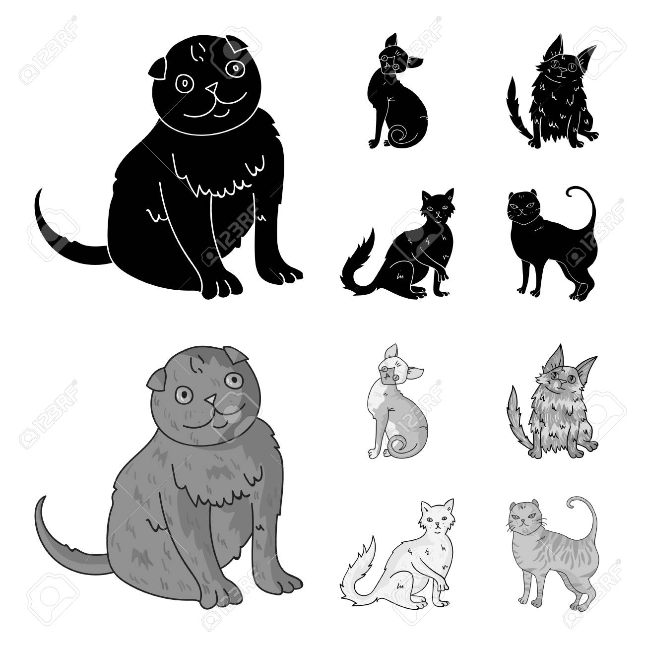 Turkish Angora British Longhair And Other Species Cat Breeds