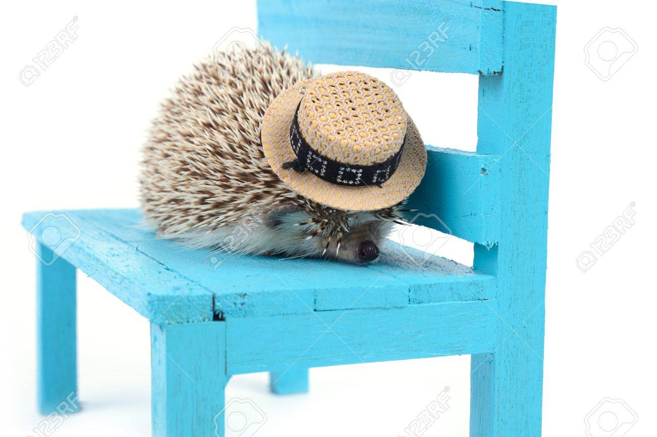 blue wooden chair reclaimed wood dining table little hedgehog is sleeping on blue wooden chair white background stock photo little hedgehog is sleeping on blue wooden chair white blue wooden chair reclaimed wood dining table little hedgehog is sleeping on blue wooden chair white background stock photo little hedgehog is sleeping on blue wooden chair white
