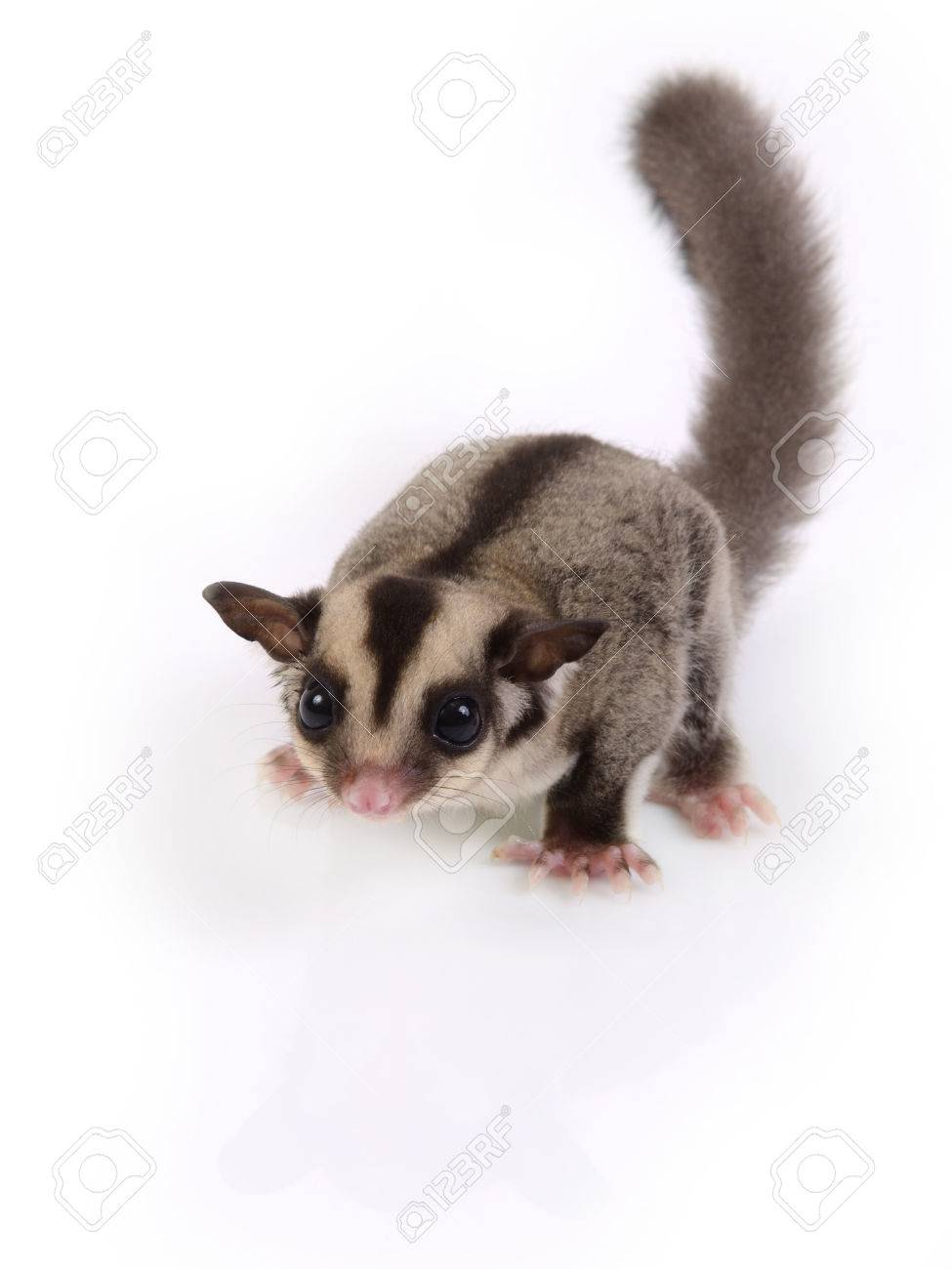 Petit Volant Mignon Ecureuil Sur Fond Blanc Banque D Images Et Photos Libres De Droits Image