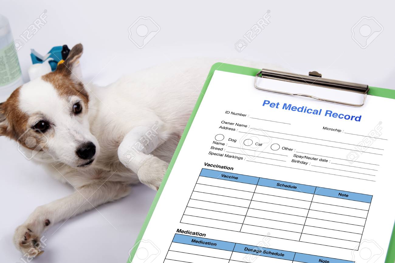how to get a companion pet doctors note magdalene project org companion dog doctors note
