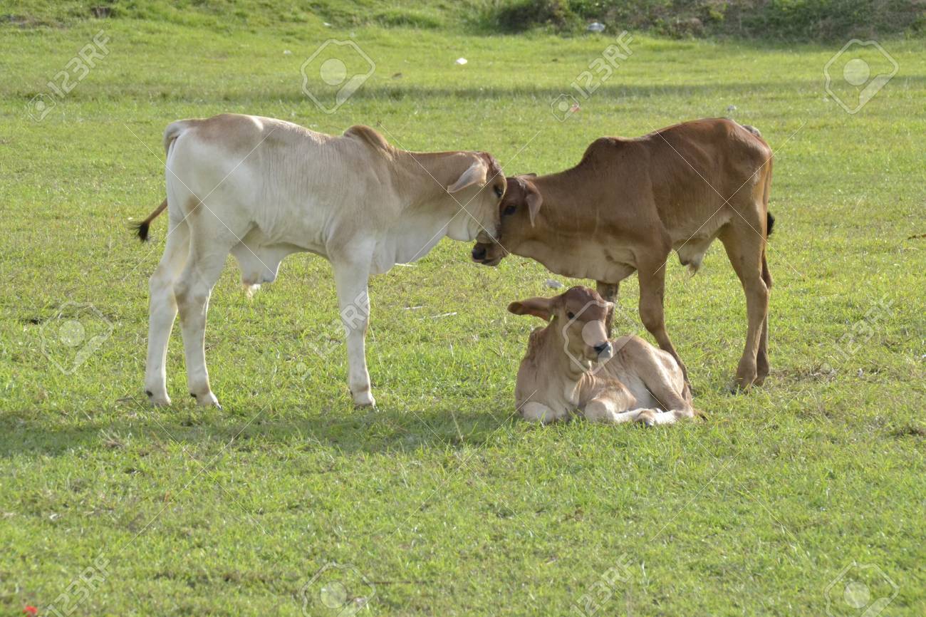 Calf Stock Photo, Picture and Royalty Free Image. Image 40347413. calf