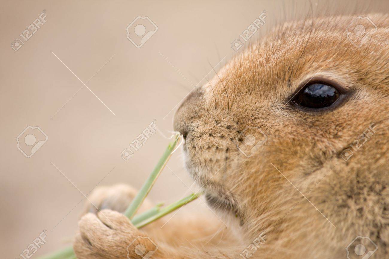 動物園の草を食べる動物 の写真素材 画像素材 Image 7100670