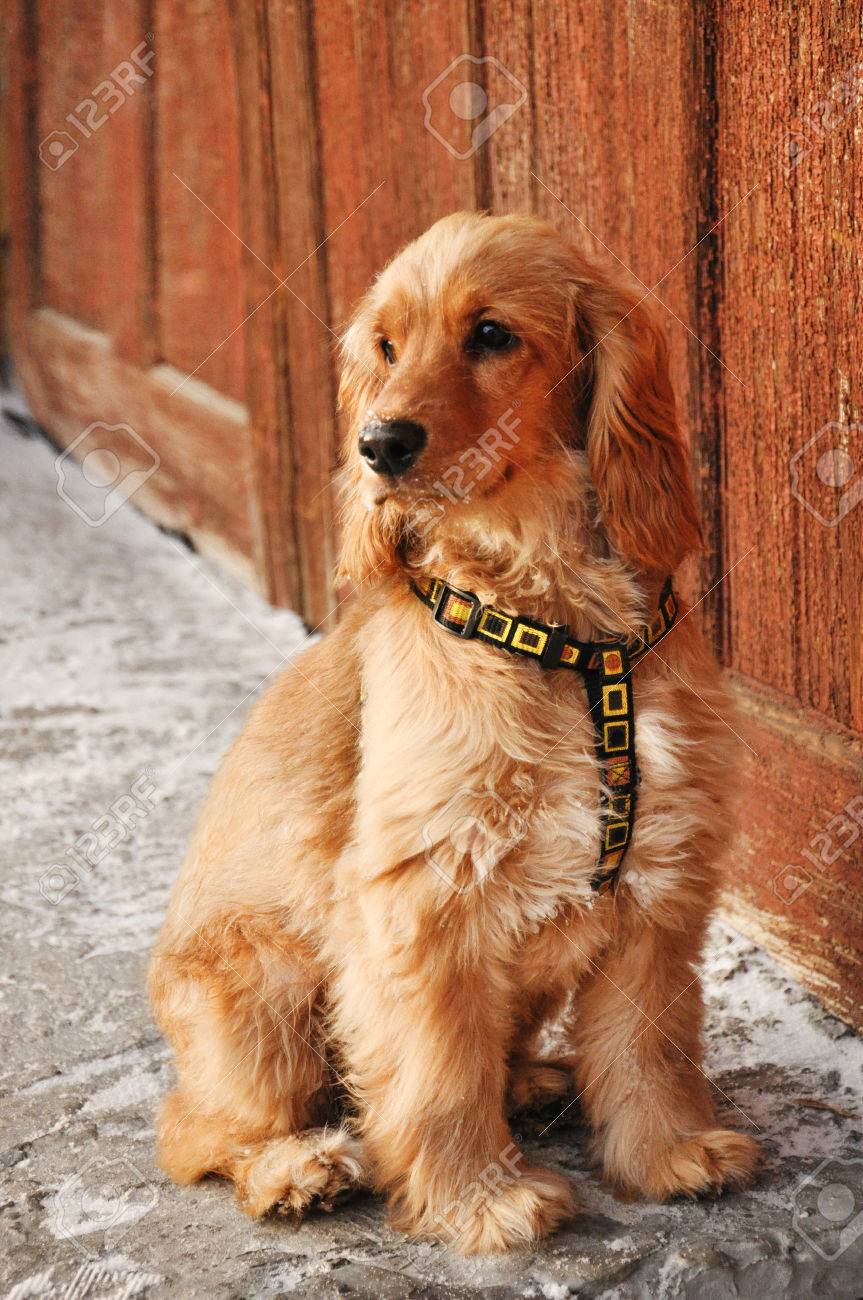 best collar for cocker spaniel