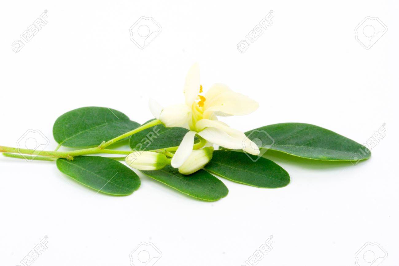 花と白のモリンガの葉 の写真素材 画像素材 Image