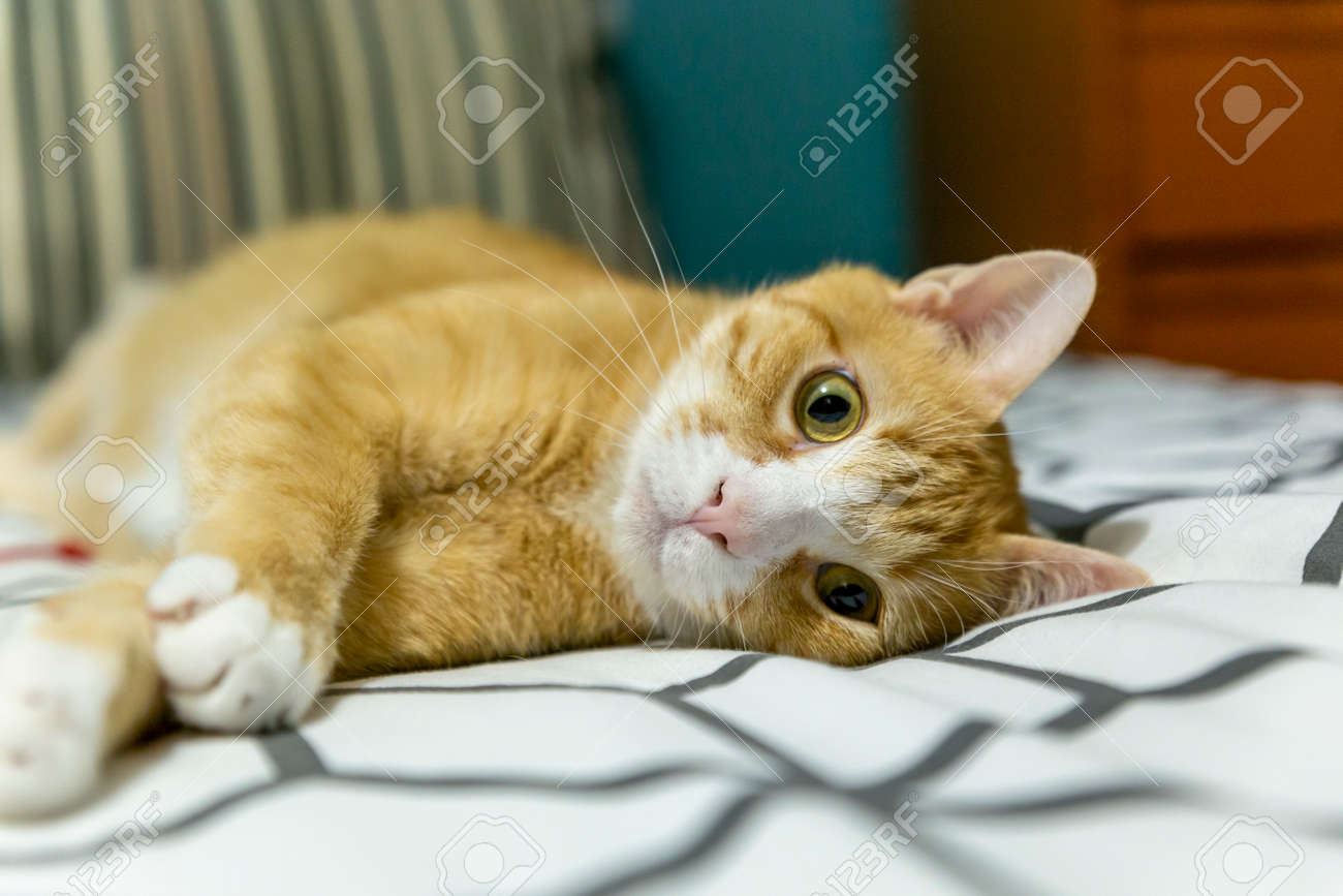 etiam-dictum-ipsum-a-felis