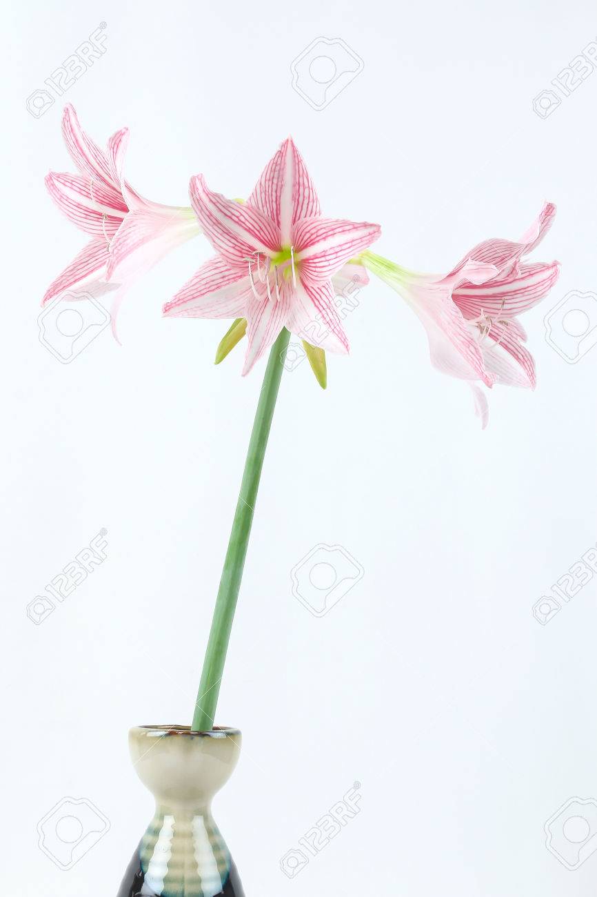 Flor De Azucena Rosa En El Florero Japonés En El Fondo Blanco Fotos,  Retratos, Imágenes Y Fotografía De Archivo Libres De Derecho. Image  35305704.