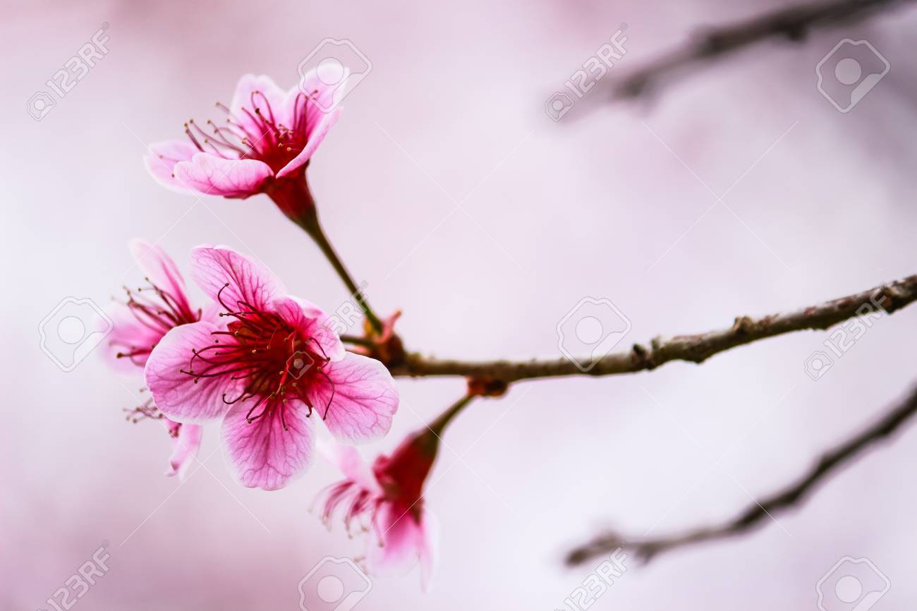 la flor de los cerezos en flor hermosa y árbol en phu lom lo