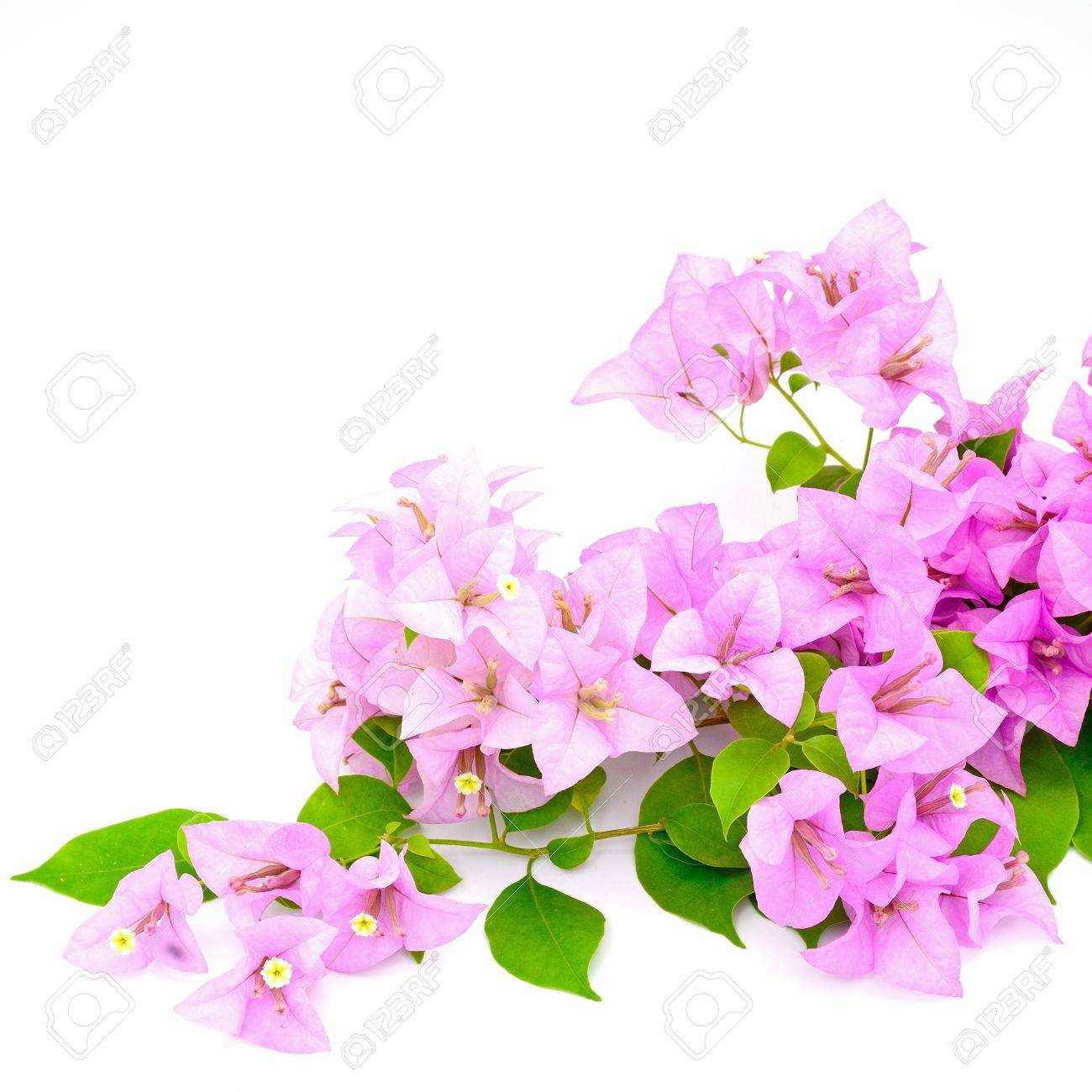 Purple Bougainvillea Flower Tropical Flower Isolated On A White Background Stock Photo Picture And Royalty Free Image Image